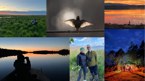Fågelsångsnatten 2026