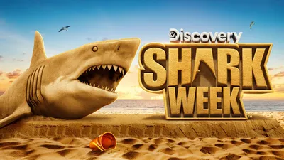 "Shark Week" vom 26. Juli bis 1. August auf den Sendern und Plattformen von Warner Bros. Dicovery