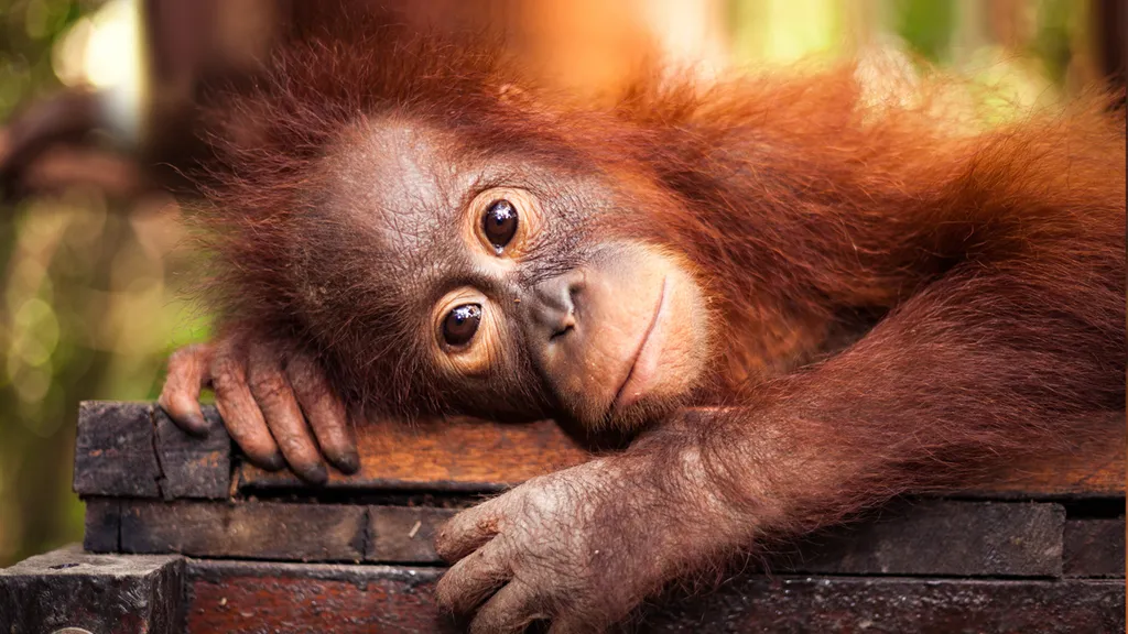 RedApeSavingTheOrangutan_S0_16x9.jpg