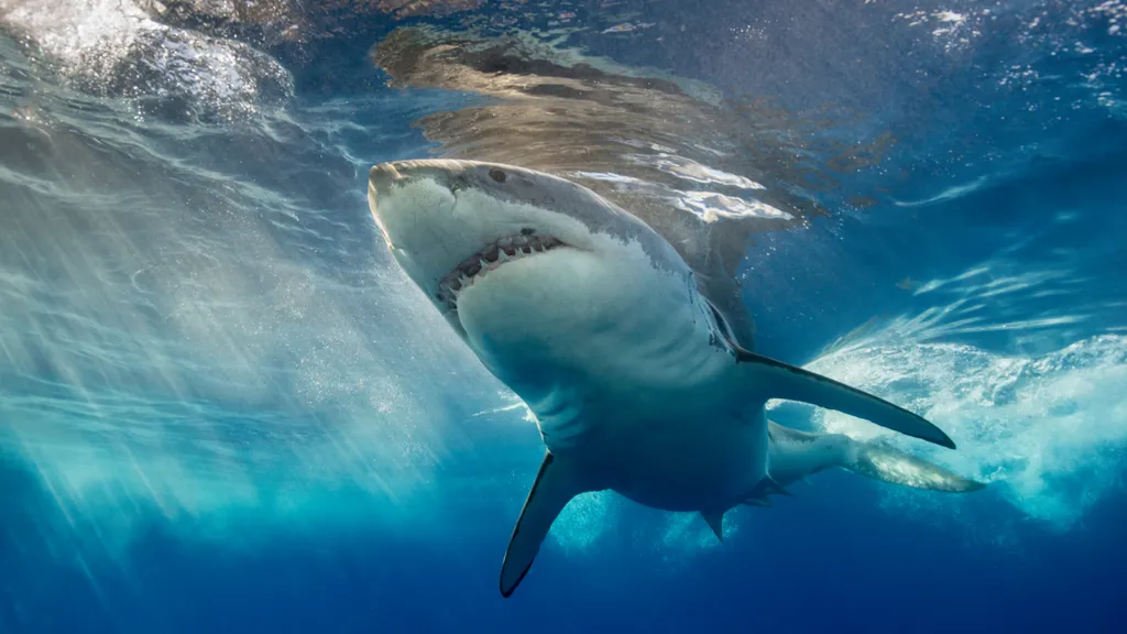 Megalodon_FactvsFiction_S.jpg