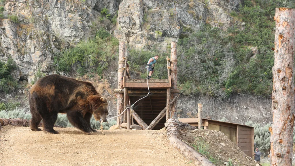 Mensch vs Bär.jpg