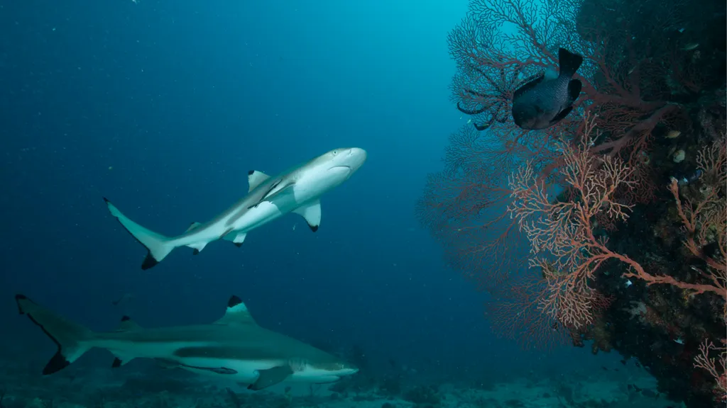 Shark Week 2