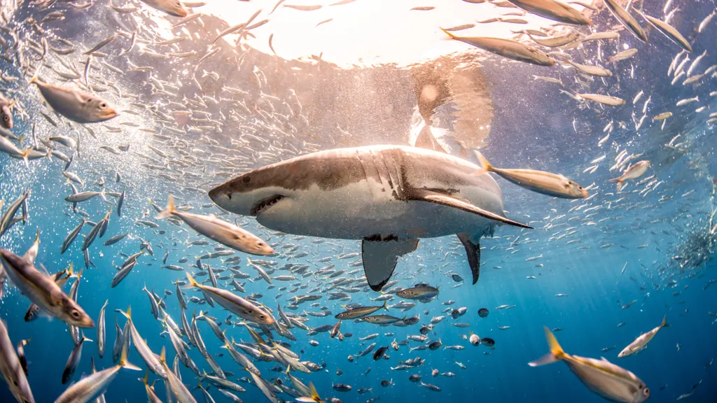 sharkweeks50bestbite_64b56d747a960.jpg